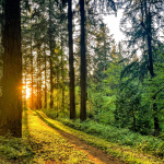 Sunlit forest path representing reflection, direction, and growth for chaplains and spiritual care professionals